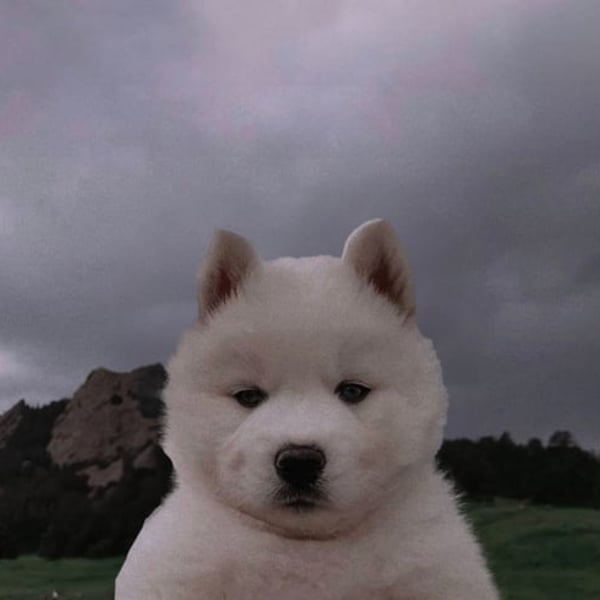 BOB - The stoic guardian